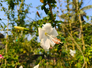 洁白木槿花绽放于枝头