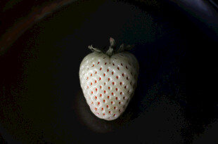 草莓