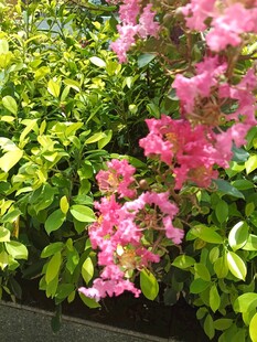 紫薇花