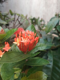 龙船花