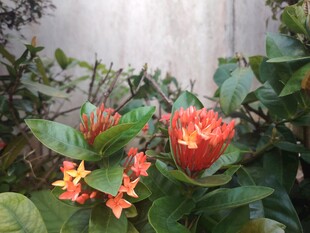 龙船花