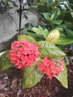 龙船花