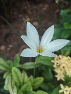 番红花