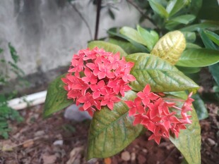 龙船花