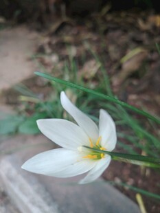 番红花