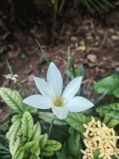 白色番红花