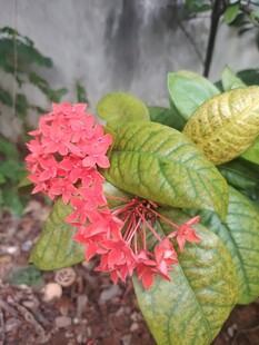 龙船花