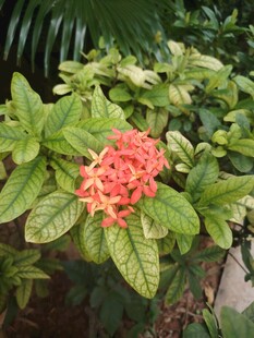 龙船花