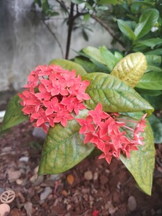 龙船花