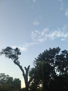 蓝天绿树间的自然景致