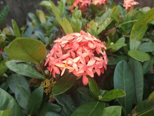 龙船花