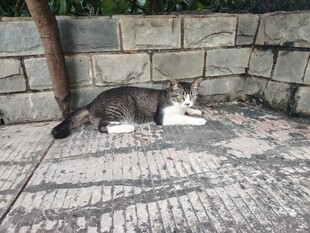猫咪