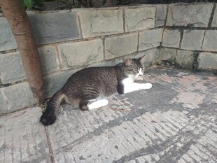 猫咪