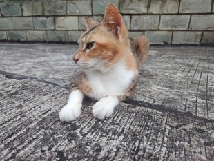 猫咪