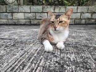 猫咪 