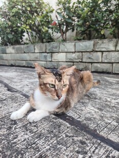 猫咪
