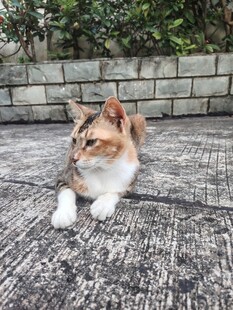猫咪