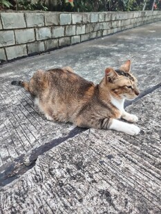 猫咪