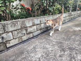 猫咪