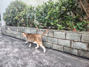 猫咪