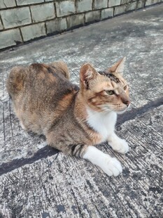 猫咪