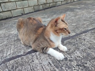 猫咪