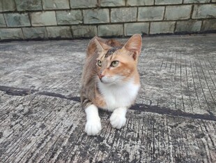猫咪