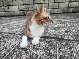 猫咪