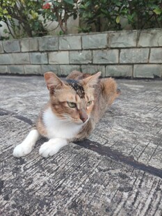 猫咪