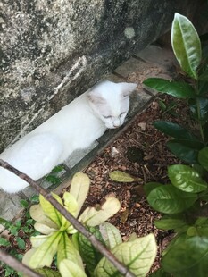 墙角的白色猫咪
