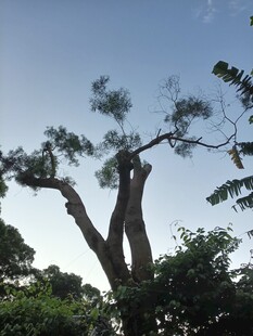 高大挺拔的双干树木