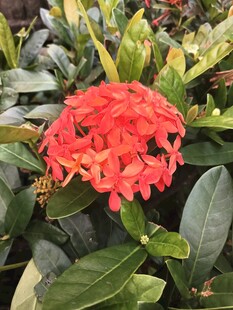 龙船花