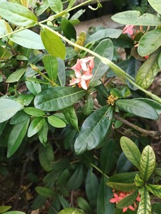 龙船花
