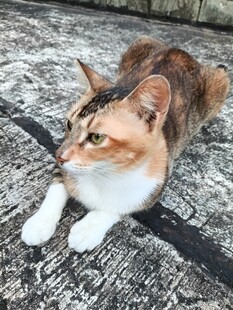 趴在石板上的三色猫咪
