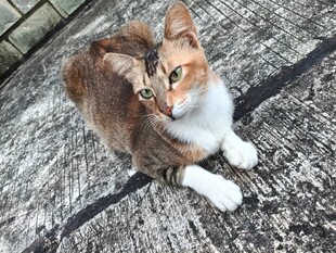 花色猫咪蹲坐地面