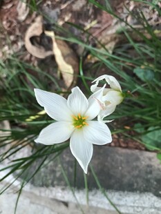 葱兰花