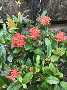 龙船花