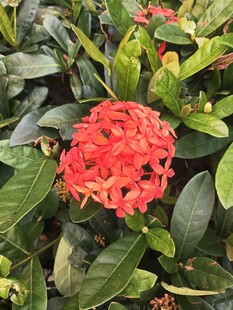 龙船花