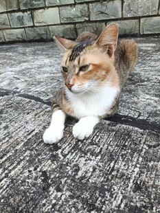 趴地的三色猫咪