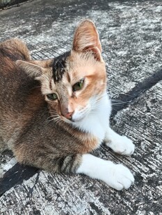趴在地上的三色猫咪