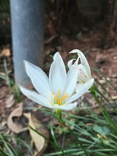 葱兰花