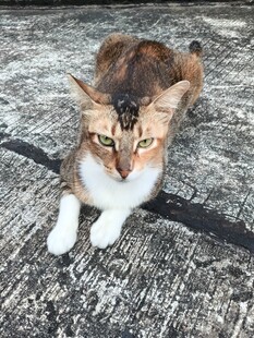斑纹猫咪蹲坐粗糙地面
