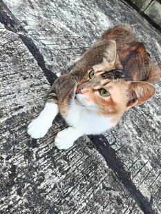 仰头的三色猫咪