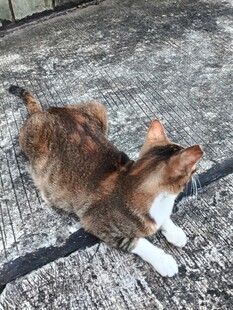 趴在地上的可爱花猫