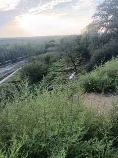 夕阳下的河边树林