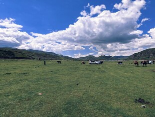 草原牧场景色