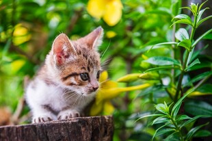 木桩上的可爱小猫咪