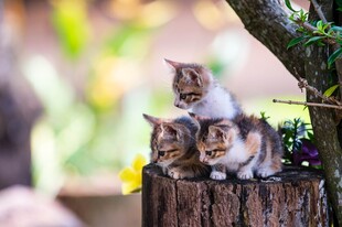三只小猫趴树桩上