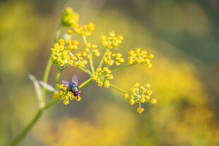 蜜蜂停留在黄色小花上