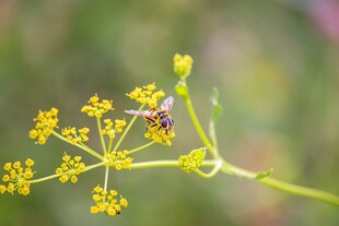 黄色小花上的小昆虫